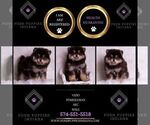 Small Photo #108 Pomeranian Puppy For Sale in WARSAW, IN, USA