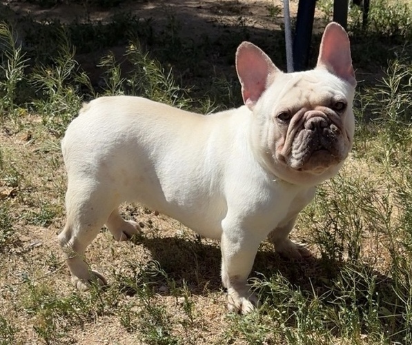 Medium Photo #1 French Bulldog Puppy For Sale in YUCCA VALLEY, CA, USA