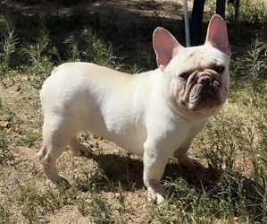 Mother of the French Bulldog puppies born on 08/08/2026