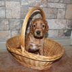 Small Photo #7 Irish Setter Puppy For Sale in BEARTOWN, PA, USA
