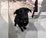 Small #5 Labrador Retriever Mix