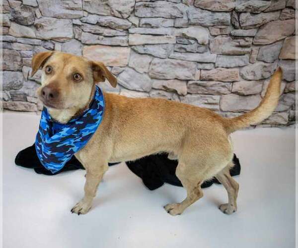 Medium Photo #5 Retriever -Unknown Mix Puppy For Sale in Kennesaw, GA, USA