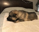 Small Photo #1 German Shepherd Dog Puppy For Sale in LEAD HILL, AR, USA