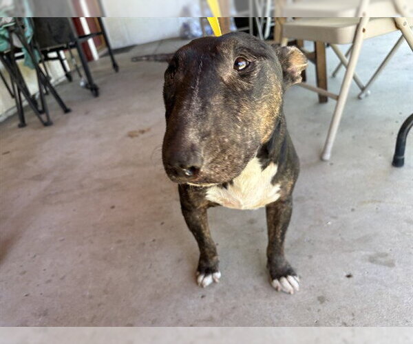 Medium Photo #1 Bull Terrier Puppy For Sale in Bakersfield, CA, USA