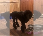 Small Photo #4 Poodle (Standard) Puppy For Sale in CLARKS SUMMIT, PA, USA