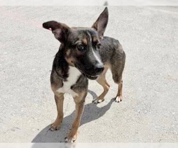 Medium Photo #1 German Shepherd Dog Puppy For Sale in Houston, TX, USA