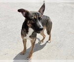 Small German Shepherd Dog