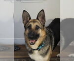 Small #9 German Shepherd Dog