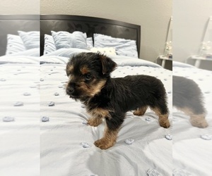 Yorkshire Terrier Dogs for adoption in BROOKLAND, AR, USA