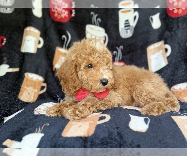 Medium Photo #6 Cock-A-Poo Puppy For Sale in LAKELAND, FL, USA