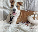 Small #5 Boxer Mix