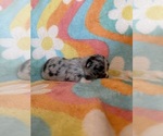 Small #6 Chihuahua
