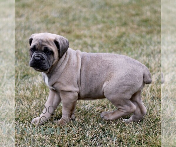 Medium Photo #3 Cane Corso Puppy For Sale in LANCASTER, PA, USA