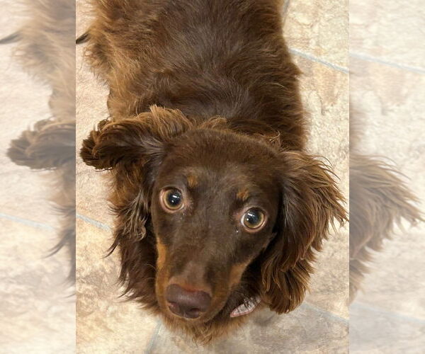Medium Photo #7 Dachshund Puppy For Sale in Shelbyville, TN, USA