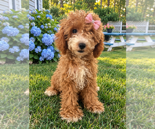 Medium Photo #30 Havapoo Puppy For Sale in DURHAM, CT, USA