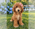 Havapoo puppies - Male Havapoo Puppy for Sale - Photo #30