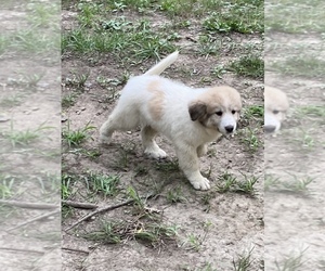 Great Pyrenees Puppy for sale in CLINTON, IN, USA