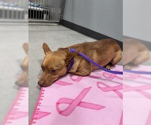 Chihuahua Dogs for adoption in San Martin, CA, USA