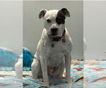 Small #24 American Bulldog-Labrador Retriever Mix