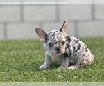 Small Photo #8 French Bulldog Puppy For Sale in KANSAS CITY, MO, USA