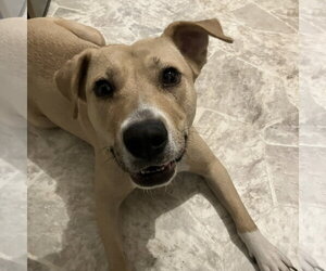 Kitchen - Female Mutt Dog for Adoption - Photo #22
