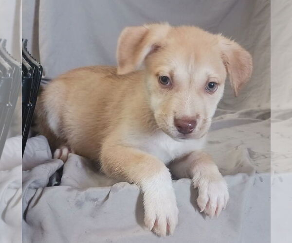 Medium Photo #13 Huskies -Unknown Mix Puppy For Sale in Chico, CA, USA