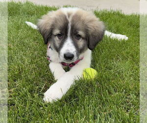 Great Pyrenees-Unknown Mix Dogs for adoption in Plymouth, MN, USA