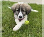 Small Great Pyrenees Mix