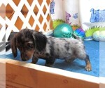 Small #7 Chiweenie