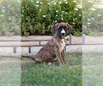 Small #1 Boxer