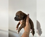 Small #9 Boxer