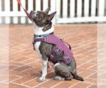 Small #6 Boston Terrier Mix