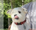Small #3 Mutt