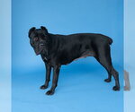 Small #1 Mutt