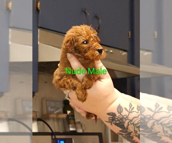 Medium Photo #4 Labradoodle Puppy For Sale in GAFFNEY, SC, USA