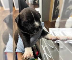 Mutt Dogs for adoption in HESPERIA, CA, USA