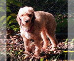 Small Poodle (Miniature)