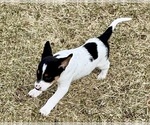 Small #6 Jack Russell Terrier