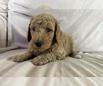 Puppy 1 Poodle (Standard)