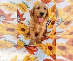 Golden Retriever Puppy for sale in VISALIA, CA, USA