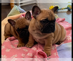 French Bulldog Puppy for sale in CISCO, TX, USA