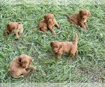 Small #6 Goldendoodle