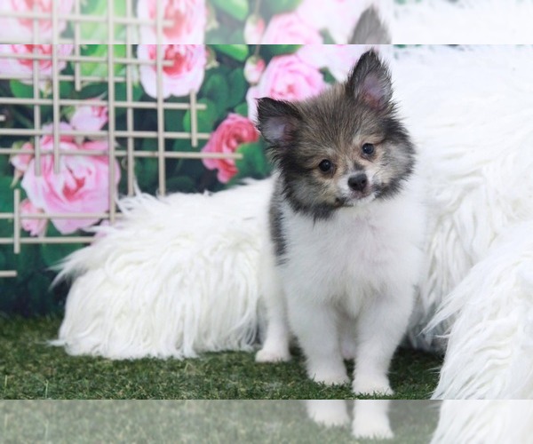 Medium Photo #2 Pomeranian Puppy For Sale in MARIETTA, GA, USA