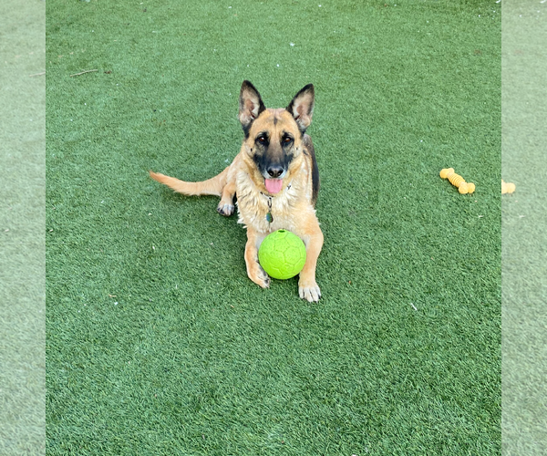 Medium Photo #5 German Shepherd Dog Puppy For Sale in Millburn, NJ, USA
