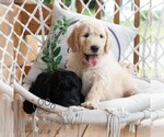 Small #2 Goldendoodle