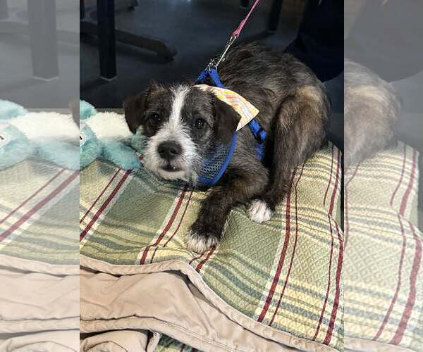 Medium Photo #5 Mutt Puppy For Sale in Minneapolis, MN, USA
