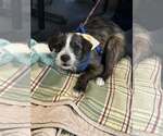 Small #4 Mutt