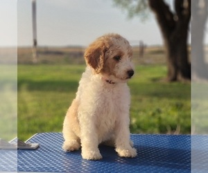 Goldendoodle Puppy for sale in EL CAMPO, TX, USA