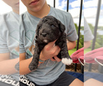 Small Photo #3 Goldendoodle Puppy For Sale in CHAMPION, NC, USA