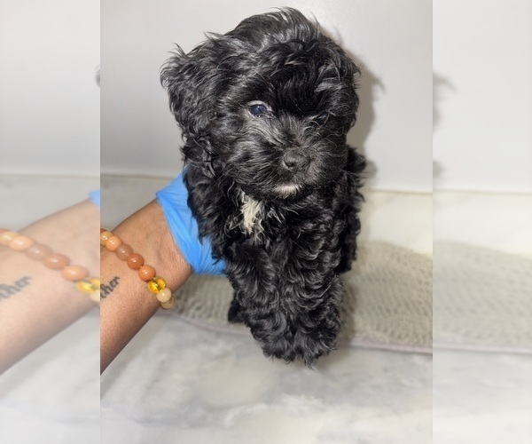 Medium Photo #1 Maltipoo (Toy) Puppy For Sale in BURLINGAME, CA, USA